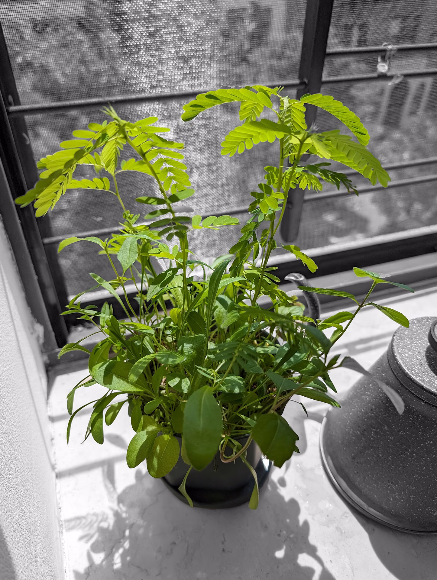 The plant grown tall by the window